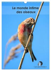 Le monde intime des oiseaux (Calendrier mural 2026 DIN A3 horizontal), CALVENDO calendrier mensuel