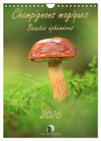 Champignons magiques - Beautés éphémères (Calendrier mural 2026 DIN A4 horizontal), CALVENDO calendrier mensuel