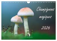 Champignons magiques (Calendrier mural 2026 DIN A4 vertical), CALVENDO calendrier mensuel