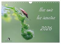 Nos amis les insectes (Calendrier mural 2026 DIN A4 vertical), CALVENDO calendrier mensuel