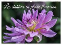 Les Dahlias en pleine floraison (Calendrier mural 2026 DIN A2 vertical), CALVENDO calendrier mensuel