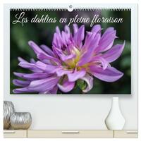 Les Dahlias en pleine floraison  (Calendrier mural 2026 DIN A2 vertical) calendrier de bureau