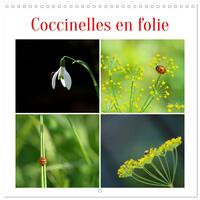 Coccinelles en folie (Calendrier mural carré 2026 30x30 cm) Calendrier double avec une page pour vos prises de notes