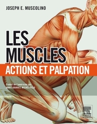 Les muscles : actions et palpation