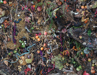 TANYA MARCUSE: FRUITLESS FALLEN WOVEN /ANGLAIS