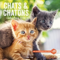 CALENDRIER MURAL CHATS ET CHATONS 2022