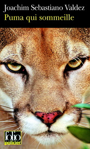 Puma qui sommeille