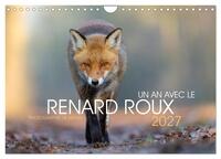 Un an avec le renard roux (Calendrier mural 2027 DIN A4 vertical), CALVENDO calendrier mensuel
