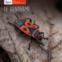 LE GENDARME - MES PREMIERS DOCUMENTAIRES