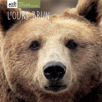 L'OURS BRUN