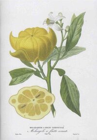 CARNET DE PROMENADES AGRUMES