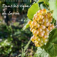 DANS LES VIGNES DE SA