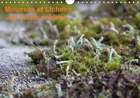 MOUSSES ET LICHENS DE