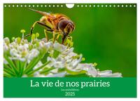 LA VIE DE NOS PRAIRIE, LES OMBELLIFERES (CALENDRIER MURAL 2025 DIN A4 VERTICAL), CALVENDO CALENDRIER