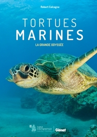 Tortues marines