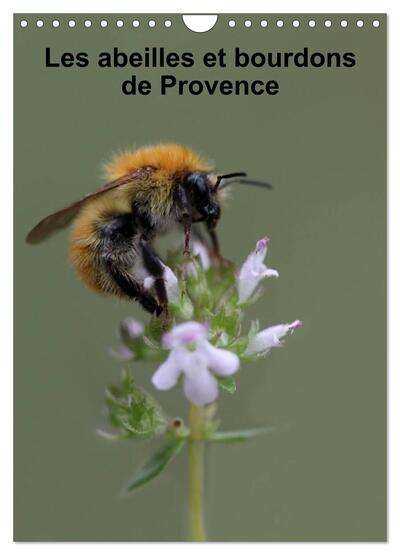 CALVENDO Nature - Les abeilles et bourdons de Provence (Calendrier mural 2025 DIN A4 horizontal), CALVENDO calendrier mensuel - Nos amis les abeilles et les bourdons solitaires et sauvages