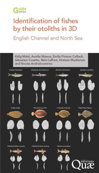 Identification of fishes by their otoliths in 3D - English Channel and North Sea