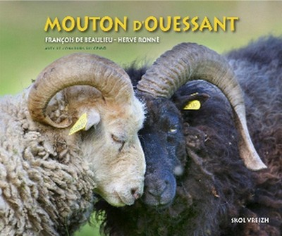 Le mouton d'Ouessant