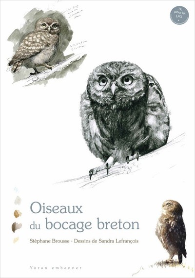 Oiseaux du bocage breton