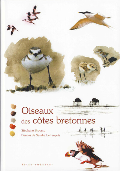 Oiseaux des côtes bretonnes