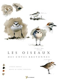 Oiseaux des côtes bretonnes