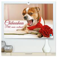 Image de Chihuahua : petit, mais costaud  (Calendrier mural 2026 DIN A2 vertical) calendrier de bureau
