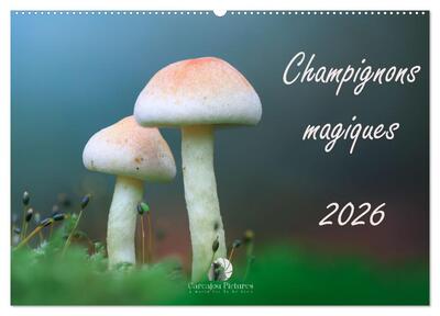 Image de Champignons magiques (Calendrier mural 2026 DIN A2 vertical), CALVENDO calendrier mensuel