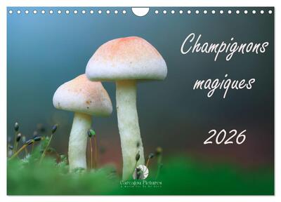 Image de Champignons magiques (Calendrier mural 2026 DIN A4 vertical), CALVENDO calendrier mensuel