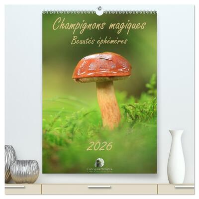 Image de Champignons magiques - Beautés éphémères  (Calendrier mural 2026 DIN A2 horizontal) calendrier de bureau