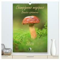 Image de Champignons magiques - Beautés éphémères  (Calendrier mural 2026 DIN A2 horizontal) calendrier de bureau