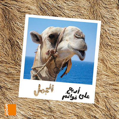 Picture of Le dromadaire (arabe)