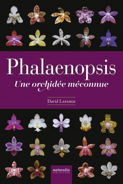 Picture of Phalaenopsis - Une orchidée méconnue