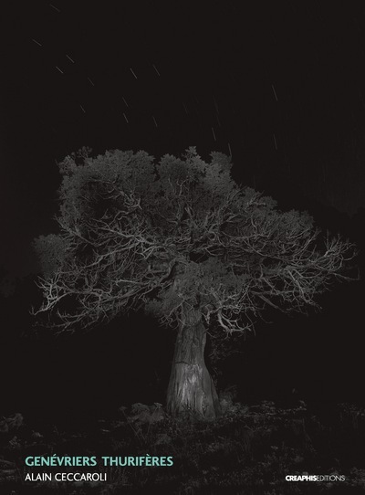 Picture of Genévrier thurifères (Juniperus Thurifera)