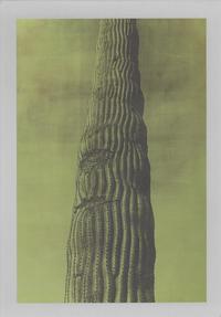 Image de Jungjin Lee Desert /anglais