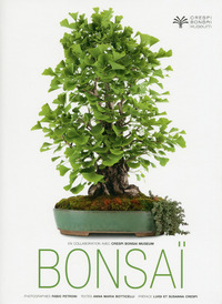 Picture of Bonsaï