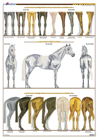 Picture of Planche hippologie - Les aplombs
