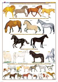 Picture of Planche hippologie - Les robes