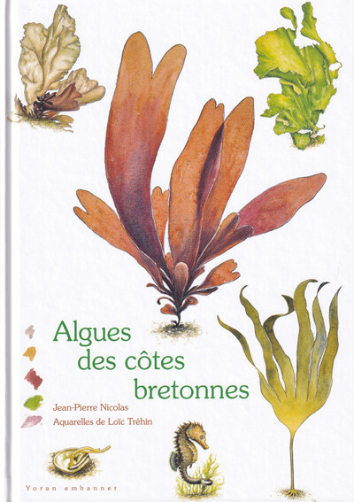 Image de Algues des côtes bretonnes