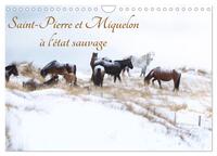 Image de Saint-Pierre et Miquelon à l'état sauvage (Calendrier mural 2027 DIN A4 vertical), CALVENDO calendrier mensuel