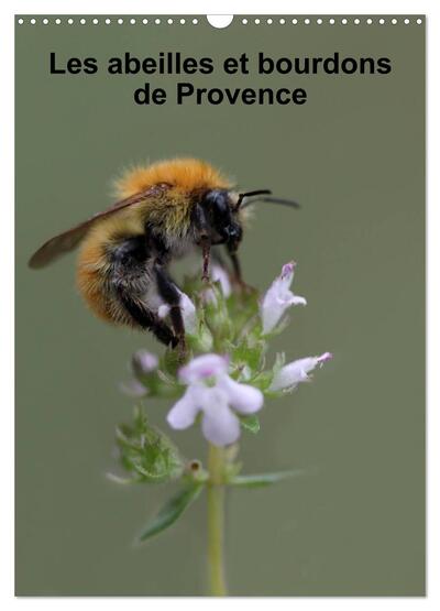 Image de Les abeilles et bourdons de Provence (Calendrier mural 2027 DIN A3 horizontal), CALVENDO calendrier mensuel