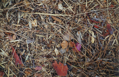 Image de Steingesichter