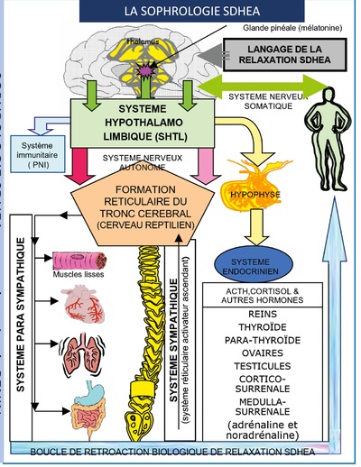 Picture of Sophrologie SDHEA