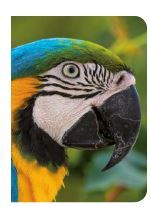 Picture of Perroquet