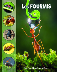 Image de Les fourmis