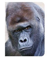 Picture of Gorille