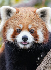 Image de Panda roux