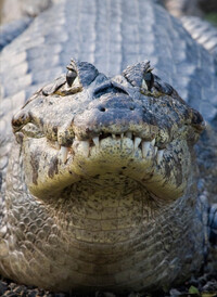 Image de Crocodile