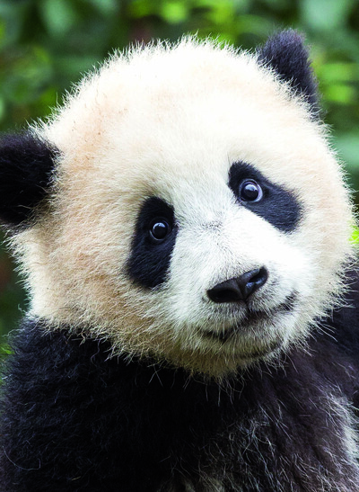 Picture of Carnet - Panda