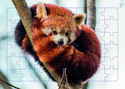Picture of Panda roux - Puzzle photo