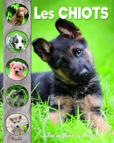 Picture of Les chiots